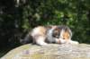 deborahsibf0323158202631_small.jpg