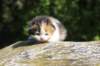 deborahsibf0323158202636_small.jpg
