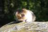 deborahsibf0323158202637_small.jpg