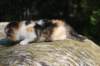 deborahsibf0323158202639_small.jpg