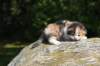 deborahsibf032315820263_small.jpg