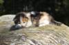deborahsibf0323158202640_small.jpg