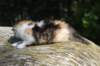 deborahsibf0323158202641_small.jpg