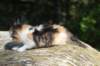 deborahsibf0323158202642_small.jpg