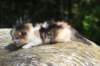 deborahsibf0323158202643_small.jpg