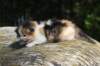 deborahsibf0323158202644_small.jpg