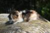 deborahsibf0323158202645_small.jpg