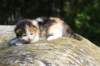 deborahsibf0323158202646_small.jpg