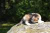 deborahsibf032315820264_small.jpg