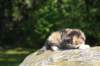 deborahsibf032315820265_small.jpg