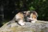 deborahsibf0323158202668_small.jpg