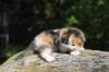 deborahsibf0323158202669_small.jpg