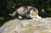 deborahsibf032315820266_small.jpg