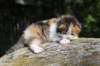 deborahsibf0323158202672_small.jpg