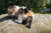 deborahsibf032315820268_small.jpg