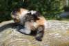 deborahsibf032315820269_small.jpg