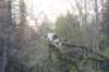 dinah115viikkoa1710202625_small.jpg