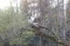 dinah115viikkoa1710202629_small.jpg