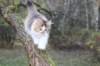 dinah115viikkoa1710202635_small.jpg
