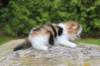 dinahf032415820261_small.jpg