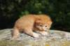 dorid24158202634_small.jpg