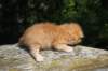 dorid24158202637_small.jpg
