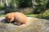 dorid24158202639_small.jpg