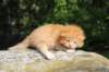 dorid24158202641_small.jpg