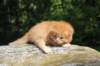 dorid24158202642_small.jpg