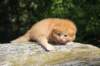 dorid24158202643_small.jpg
