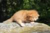 dorid24158202644_small.jpg