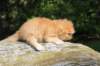 dorid24158202646_small.jpg