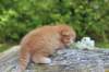 dorisibd2419_small.jpg