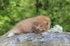 dorisibd2427_small.jpg