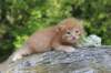 dorisibd2439_small.jpg
