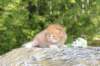 dorisibd2453_small.jpg
