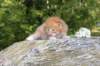 dorisibd2454_small.jpg