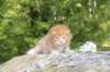 dorisibd2457_small.jpg