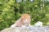 dorisibd2458_small.jpg