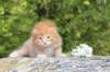dorisibd2461_small.jpg