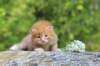 dorisibd2463_small.jpg