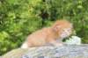 dorisibd2467_small.jpg