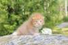 dorisibd2472_small.jpg