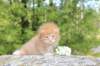 dorisibd2474_small.jpg