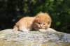 dovd24158202619_small.jpg