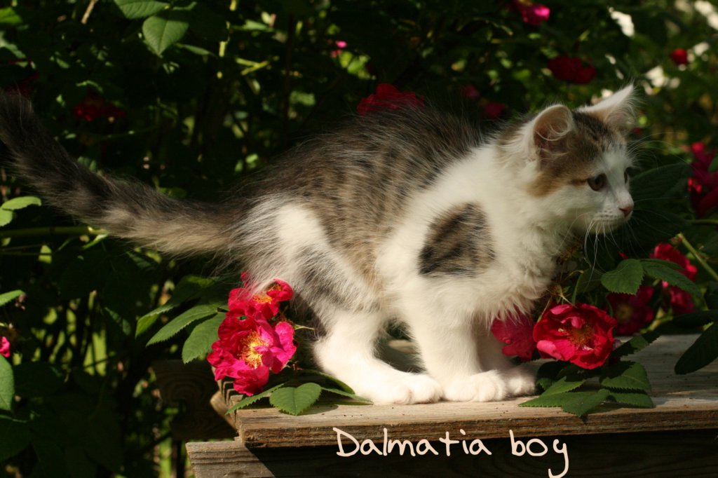 dalmatiaboy.jpg