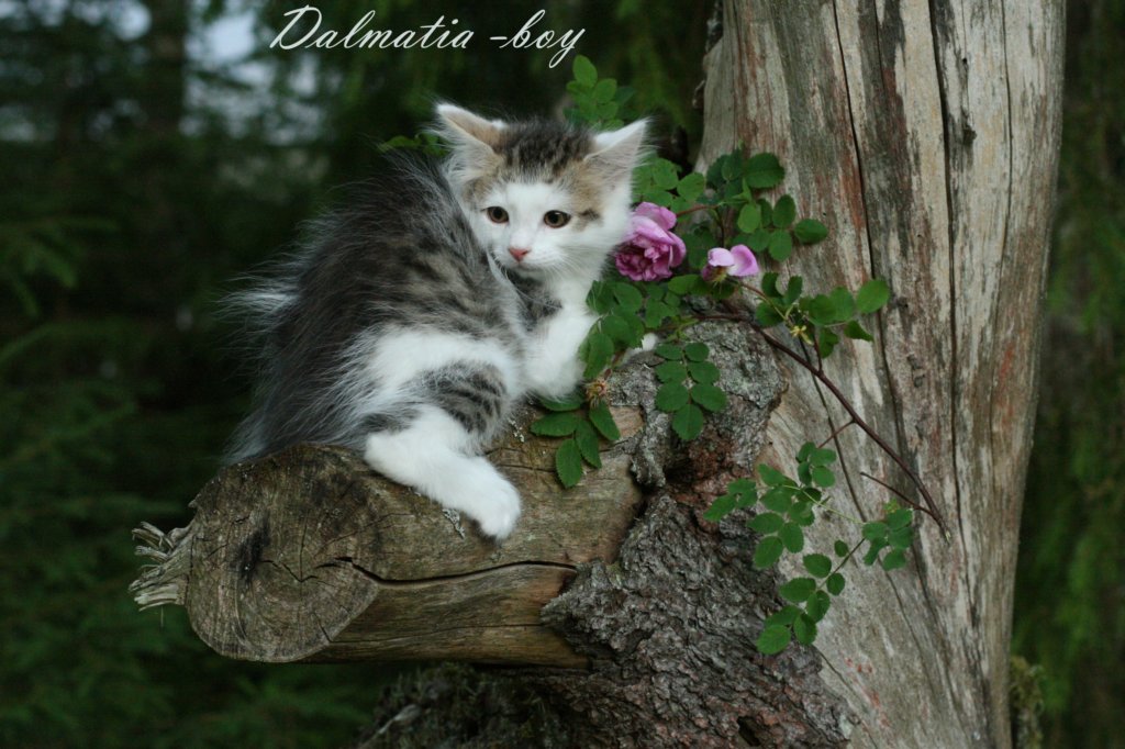dalmatia1.jpg