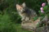 img_6681_small.jpg