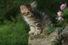 img_6683_small.jpg