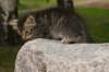 img_5500_small.jpg